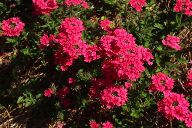 Verbena Superbena Raspberryjpg